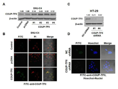 COUP-TFII 과발현 SNU-C4 세포주 및 COUP-TFII knockdown HT-29 세포주 확립
