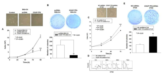 COUP-TFII-SNU-C4 세포주와 COUP-TFII shRNA-HT29 세포주의 증식 속도 비교