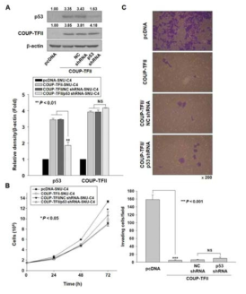 COUP-TFII 과발현 세포주에서 p53의 발현이 세포증식 및 전이에 미치는 영향