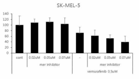 BRAF 돌연변이 흑색종 세포주에서 vemurafinib과 MER 억제제의 세포독성 상승효과