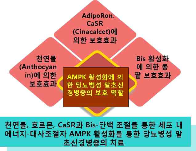 당뇨병성 말초신경병증에서 AMPK 활성화 물질의 개발(천연물, CaSR, adipoRon 또는 Bis단백)과 제어기술의 개발