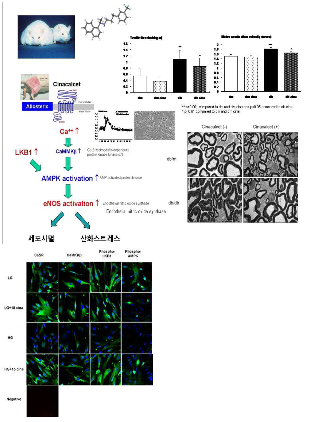 실험을 통해 calcimimetic인 cinacalcet이 제2형 db/db 마우스에서 당뇨병성 말초신경병증에서의 intracellular Ca++ 농도 증가에 따른 CaMKKβ 활성화와 LKB1 인산화가 각각 AMPK를 활성화하고, 이와 관련된 하위 신호전달계인 eNOS 인산화가 말초신경의 Schwann cell에서의 산화스트레스와 세포사멸을 억제하여 말초신경 보호효과를 가져옴을 제시함. 또한 Schwann 세포배양실험에서 저농도(5 mMD-glucose)과 고농도(15 mM)당에서 cinacalcet(15nM)의 보호효과로, 고농도당에서 감소된 CaSR, CaMKK와 LKB1과 AMPK-인산화가 cinacalcet 투여로 증가됨. 이 같은 변화는 저농도당에서는 관찰되지 않음