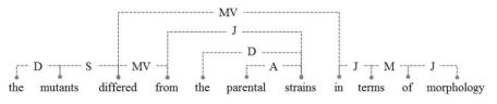 Link Grammar의 구조화