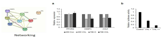 VHL에 의한 PPARG, CEBPA, ACLY의 유전자 발현 변화 확인