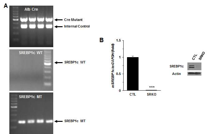 제작된 간세포 특이적으로 SREBP1c knockout mouse model에 대한 genotyping 결과 (A) 및 간조직 내 SREBP1c 의 유전자 발현 양상 (B)