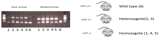 UCP KO의 유전형질 분석