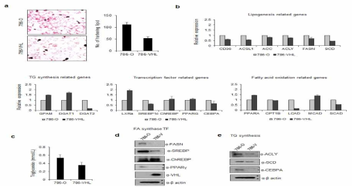 VHL 과발현 세포의 지방산 관련 유전자 및 단백질의 발현 확인