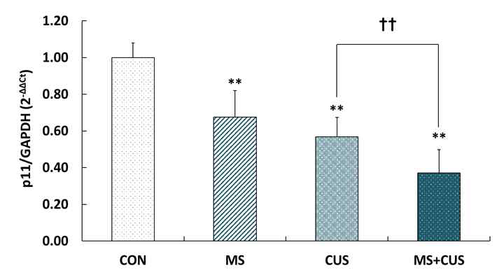 Expression of p11 mRNA in the hippocampus of control, MS, CUS, and MS + CUS groups. Mice pups were separated from their dams (3 hr per day from postnatal day 1 through 3 weeks). When they became adults (60 days), the rats were subjected to chronic unpredictable stress (CUS; daily for 4 weeks) (n = 11-13 animals/group). The p11 mRNA levels the hippocampus were measured by quantitative real-time reverse transcription polymerase chain reaction (RT-PCR). This experiment was repeated twice. Quantitative analysis was normalized to Glyceraldehyde-3-phosphate dehydrogenase (GAPDH). Results are expressed as a value relative to the control group using the 2-△△ct method. CON, non-MS, non-CUS mice; MS, MS adult mice; CUS, non-MS, CUS mice; MS + CUS, MS plus CUS mice. Data represent the mean ± S.E.M. **p < 0.01 vs. control group; ††p < 0.01 vs. CUS group