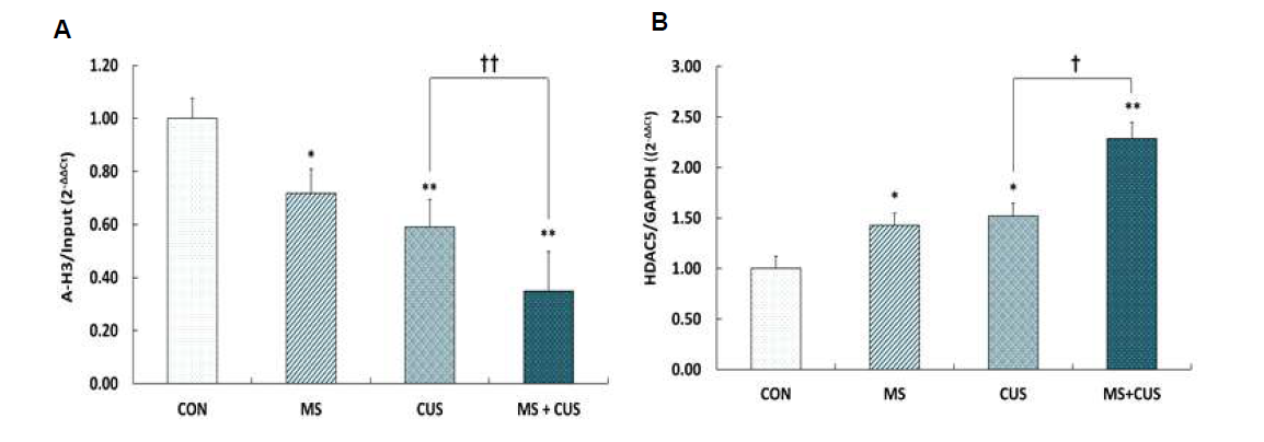 The levels of acetylated histone H3 at p11 promoter and HDAC5 mRNA expression in the hippocampus of control, MS, CUS, and MS + CUS groups. Mice pups were separated from their dams. When they became adults, the rats were subjected to chronic unpredictable stress (n = 11-13 animals/group). Chromatin immunoprecipitation (ChIP) assays were performed to measure the levels of acetylated H3 (A) at p11 promoter in the hippocampus using anti-acetyl-H3 (K9 + K14) antibody. Quantitative analysis was normalized to the ‘input’ DNA. The p11 mRNA levels (B) in the hippocampus were measured by quantitative RT-PCR. Quantitative analysis was normalized to GAPDH. These experiments were repeated twice. Results are expressed as a value relative to the control group using the 2-△△ct method. CON, non-MS, non-CUS mice; MS, MS adult mice; CUS, non-MS, CUS mice; MS + CUS, MS plus CUS mice. Data represent the mean ± S.E.M. *p < 0.05 vs. control group; **p < 0.01 vs. control group; ††p < 0.01 vs. CUS group