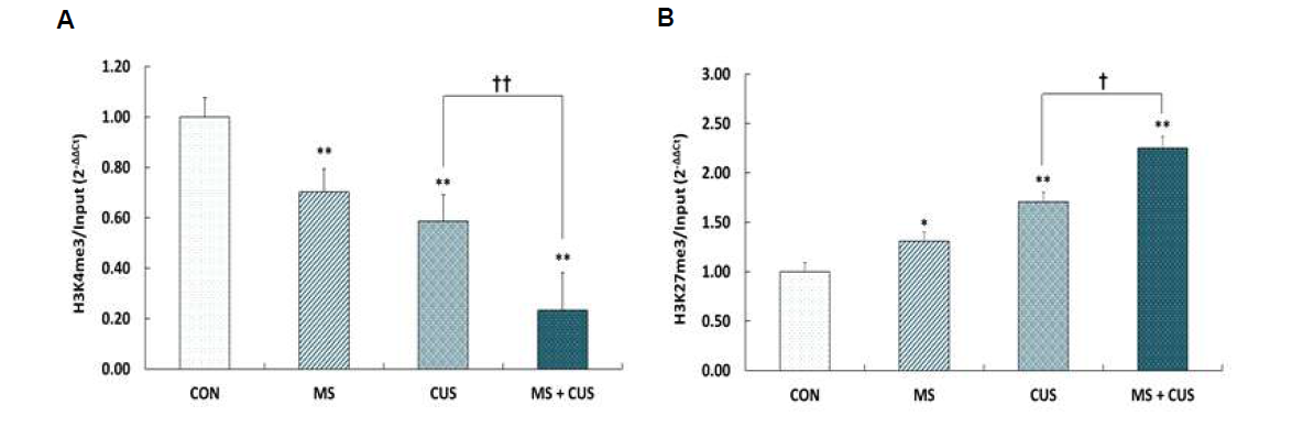 The levels of methylated histone H3 at p11 promoter in the hippocampus of control, MS, CUS, and MS + CUS groups. Mice pups were separated from their dams. When they became adults, the rats were subjected to chronic unpredictable stress (n = 11-13 animals/group). ChIP assays were performed to measure the levels of trimethylated H3K4 (A) and H3K27 (B) at p11 promoter in the hippocampus using anti-H3K4met3 and anti-H3K27met3 antibodies, respectively. Quantitative analysis was normalized to the ‘input’ DNA. This experiment was repeated twice. Results are expressed as a value relative to the control group using the 2-△ △ct method. CON, non-MS, non-CUS mice; MS, MS adult mice; CUS, non-MS, CUS mice; MS + CUS, MS plus CUS mice. Data represent the mean ± S.E.M. *p < 0.05 vs. control group; **p < 0.01 vs. control group; †p < 0.05 vs. CUS group; ††p < 0.01 vs. CUS group