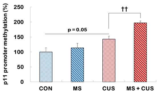 Analysis of the levels of CpG methlyation at p11 promoter in the hippocampus of Control, MS, CUS, and MS + CUS groups. Methylation of p11 promoter was examined by MSP assay. All methylation values were normalized to GAPDH. Results are expressed as percentages of the control group using the 2-△△ct method. N = 11-12. Data represent the mean ± S.E.M. *p < 0.05 vs. control group; ††p < 0.01 vs. CUS group