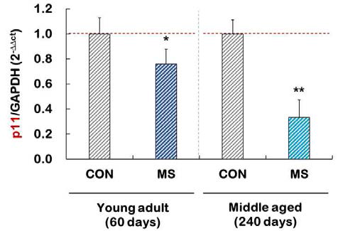 Expression of p11 mRNA in the hippocampus of control and MS groups of young adult or middle aged adult. N = 10-13. *p < 0.05 vs. control group. **p < 0.01 vs. control group