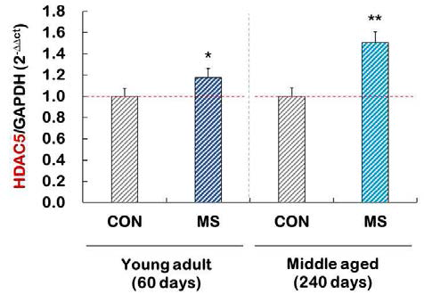 Expression of HDAC5 mRNA in the hippocampus of control and MS groups of young adult or middle aged adult. N = 10-13. *p < 0.05 vs. control group. **p < 0.01 vs. control group