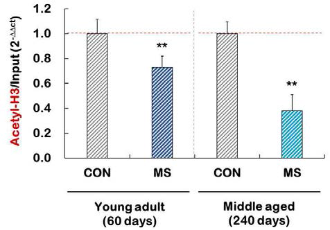 The levels of acetylated histone H3 at p11 promoter in control and MS groups of young adult or middle aged adult. N = 10-13. **p < 0.01 vs. control group
