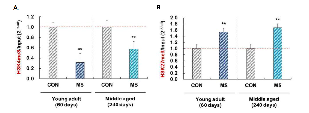 The levels of methylated histone H3 at p11 promoter in control and MS groups of young adult or middle aged adult. (A) H3K4met3, (B) H3K27met3, N = 10-13. **p < 0.01 vs. control group