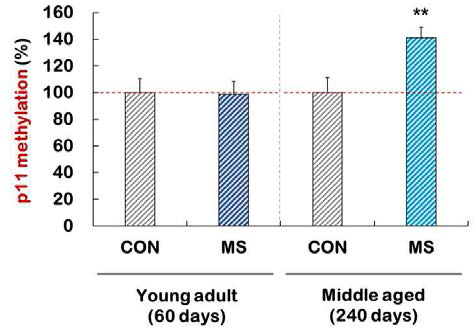Analysis of the levels of CpG methlyation at p11 promoter in control and MS groups of young adult or middle aged adult. N = 10-13. **p < 0.01 vs. control group