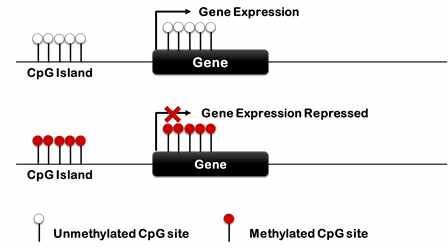 DNA 메틸화(DNA methylation)