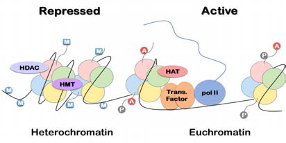 히스톤 아세틸화 및 메틸화 (Histone acetylation and methylation)