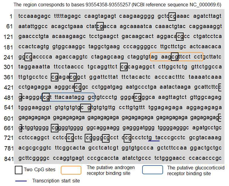 p11 promoter’s proximal DNA sequence, including the CpG site and the putative binding site of androgen receptor and glucocorticoid receptor. The region corresponds to bases 93554358-93555257 (NCBI’s reference sequence NC_000069.6; Genbank Assembly ID: GCF_000001635.24). The CpG site is shown in boxes. The orange colored box corresponds to the putative androgen receptor binding site. The blue colored box corresponds to the putative glucocorticoid receptor binding site. p11’s transcription start site is underlined