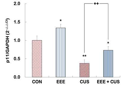 Expression of p11 mRNA in hippocampus of Control, EEE, CUS, and EEE + CUS groups. The mRNA levels of p11 in the hippocampus were measured by quantitative real-time reverse transcription polymerase chain reaction (RT-PCR). Quantitative analysis was normalized to Glyceraldehyde-3-phosphate dehydrogenase (GAPDH). Results are expressed as a value relative to the control group using the 2-△△ct method. N =12-15. Data represent the mean ± S.E.M. *p < 0.05 vs. control group; **p < 0.01 vs. control group; ††p < 0.01 vs. CUS group