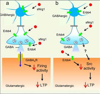 뉴레글린과 ErbB4의 신경전달과 가소성 조절 모식도
