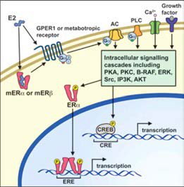 estrogen receptor 신호 전달 단순 모식도