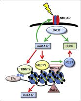 CREB 신호전달에 의해 함께 조절되는 후생적 기전 및 조현병과 연관된 microRNA