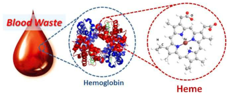 혈액 내의 헤모글로빈(hemoglobin)의 구조와 그 핵심성분인 헴(heme)의 구조