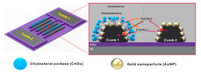 선택적 효소 고정을 통한 고감도 cholesterol 측정 기법 개략도. 효소는 특정 전극 (comb 1)에만 고정되어 있어 반대편 전극 (comb 2)는 높은 전기화학적 활성도를 유지함