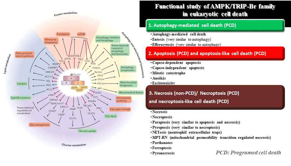 AMPK의 세포 내 여러 알려진 기능들 및 AMPK/TRIP-Br 유전자군의 여러 다른 종류의 세포죽음들에서의 주요 조절자로서의 기능 연구 (가설, 타 저자의 그림 인용 및 변형)