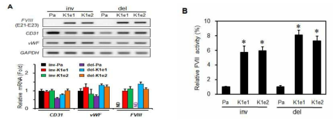 각각의 KI 라인으로부터 치료용 FVIII 유전자 발현 확인. (A) FVIII mRNA 양을 확인한 RT-PCR 결과 (위) 및 qPCR 결과 (아래). (B) 배양 상등액으로 부터 확인한 F8 단백질의 상대적인 활성도. Pa, patient iPSC line. K1e1, 교정된 iPSC line