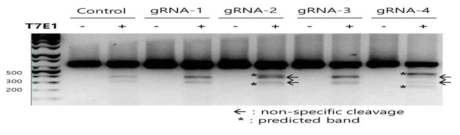 293세포에서 human H11 서열을 target하는 4종류의 sgRNA 효율을 T7E1 분석법으로 비교 분석