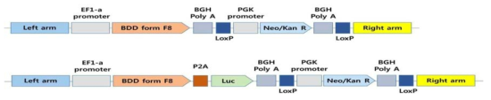 인간 H11 서열에 Knock-in 시킬 두 종류의 donor DNA 모식도