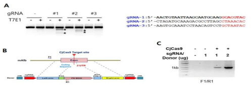 마우스 간암 세포주(Hepa-1c1c7)에서 HR의존 knock-in 검증. (A) 마우스 알부민 유전자의 3`-UTR 영역을 인식하는 sgRNA들의 효율 검증을 위한 T7E1 assay 결과. (B) 알부민 locus에 치료유전자의 Targeted KI 모식도. (C) 마우스 간암 세포주에서의 PCR-based targeted KI 검증