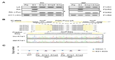 각각의 KI 라인으로 부터 항생제 저항성 유전자 제거를 검증. (A) genotype PCR 결과. (B) PCR된 단편으로부터 Sanger sequencing 결과. 실험에 사용한 primer들은 그림 10에서 사용한 것과 동일함. (C) ddPCR 기법으로 KI된 fragment의 copy number 검증