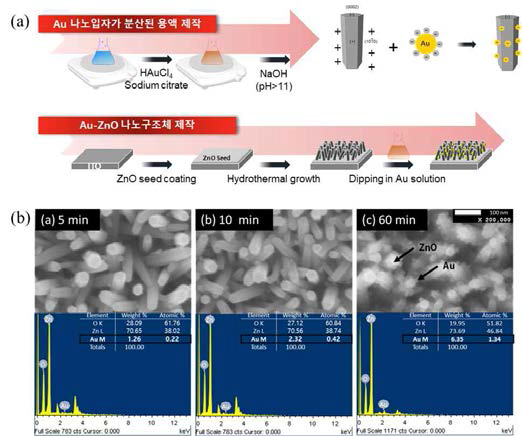 (a) ZnO NRs@Au NPs 구조체 제작 과정, (b) ZnO NRs@Au NPs 구조체의 SEM 이미지와 EDS