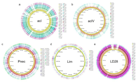 본 연구에서 확보한 담수 우점 세균 그룹 acI, acIV, Pnec, Lim, LD28에 속하는 유전체들 간의 염기서열 유사도 비교 연구 결과