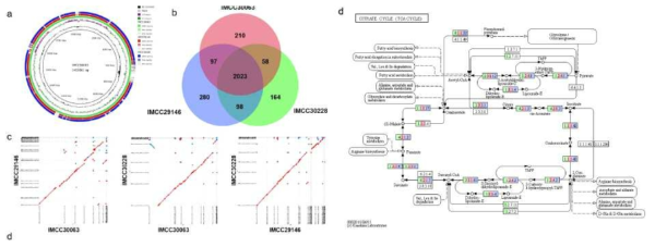 본 연구에서 확보한 새로운 그룹을 형성하는 Polynucleobacter의 3개 균주 유전체 분석