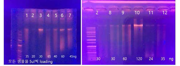 다양한 프토토콜 시도 후 얻은 환경 DNA의 전기영동 겔 사진