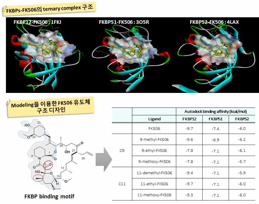 활성을 선택적으로 조절할 수 있는 FK506 유도체로의 구조 디자인