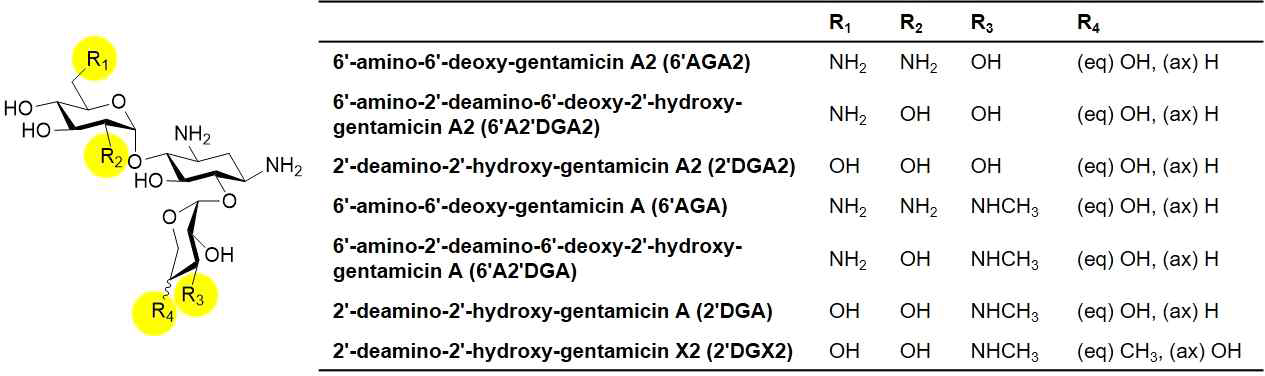 Gentamicin hybrid 유도체의 생합성 및 NMR을 통한 구조규명