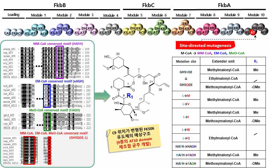 Site-directed mutagenesis를 통한 AT10 domain 재조합 균주 개발