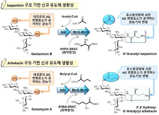 Isepamicin 및 arbekacin 구조기반 신규 유도체의 생합성