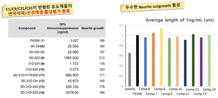 C1/C2/C21/C31 위치가 변형된 FK506 유도체들의 활성평가