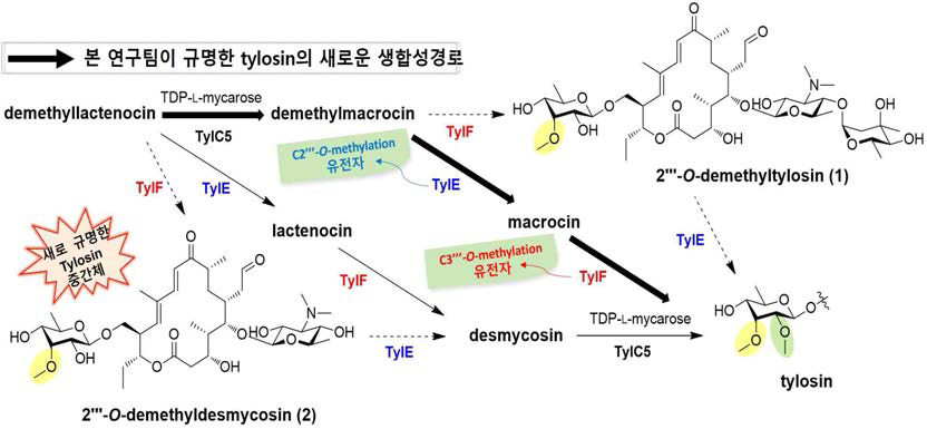 Tylosin의 methylation 생합성 과정 규명 및 신규 유도체 발굴