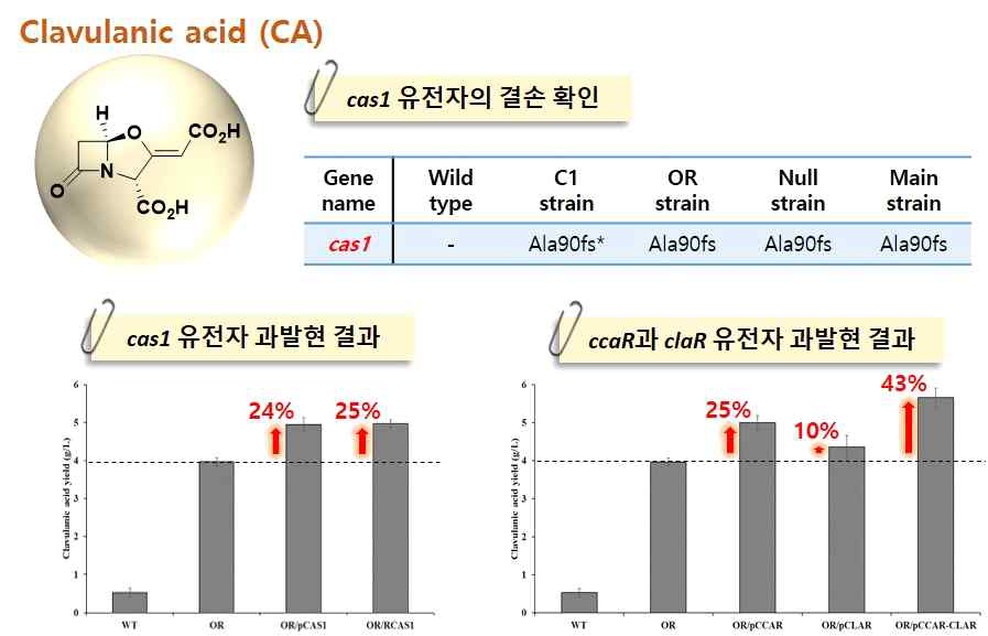 Clavulanic acid 생산성 향상 결과