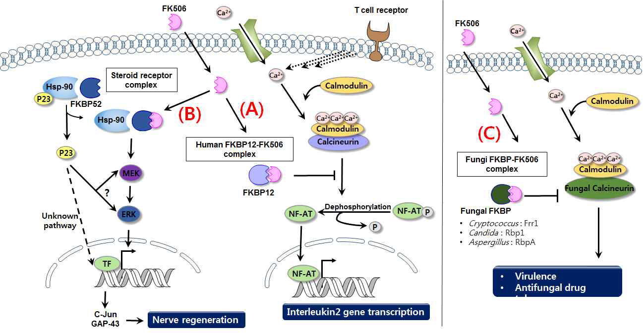 FK506의 (A) 면역억제, (B) 신경재생, (C) 항진균 작용 기전