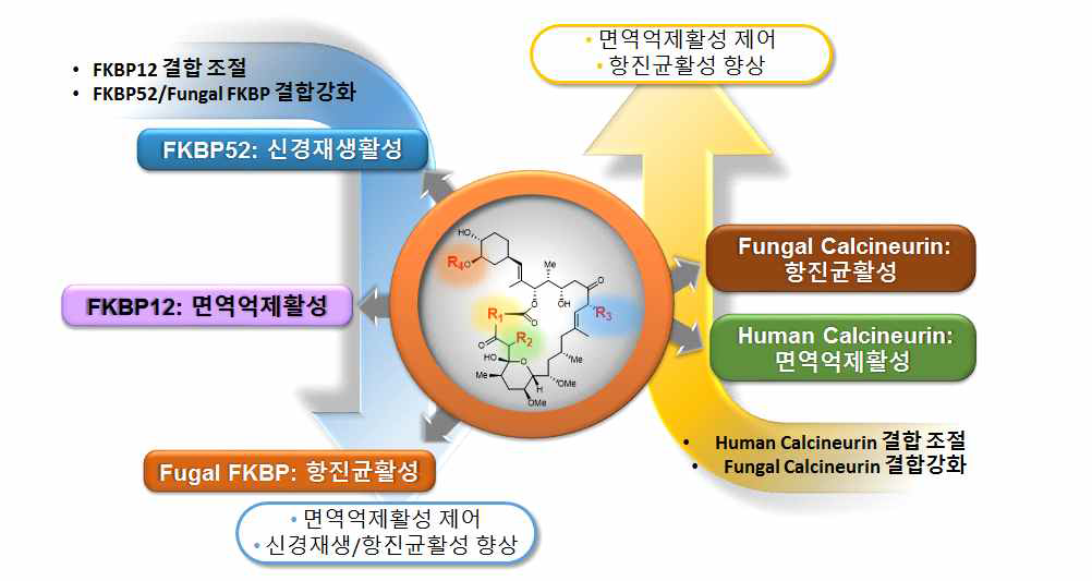 FK506의 FKBP와 calcineurin 결합 조절을 통한 활성제어