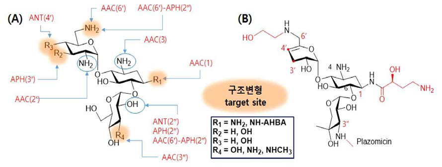 (A) AME 작용위치와 구조변형 전략과 (B) 임상 중인 plazomicin의 구조