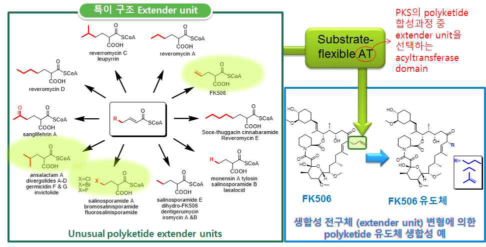 특이 구조의 polyketide 생합성 전구체 extender unit과 이를 이용한 유도체 생합성의 예